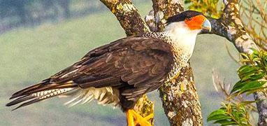 Birdwatching Near Arenal Volcano