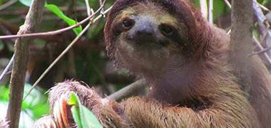 Cahuita National Park, Snorkel + Sloth Sanctuary