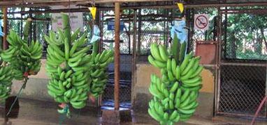 Cahuita National Park Hike + Limon Banana Plantation