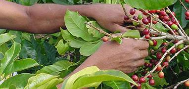 Don Juan Coffee Tour Monteverde