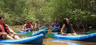 Damas Island Mangrove Kayak Tour