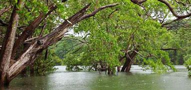 Manuel Antonio Freshwater Mangrove Fishing