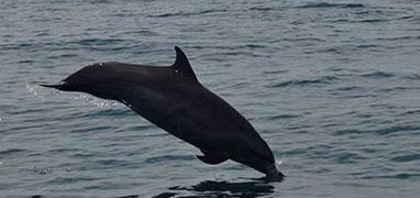 Marino Ballena Whale Watching & Wild Dolphin Combo