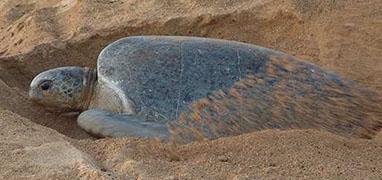 Sea Turtle Nesting Night Tour