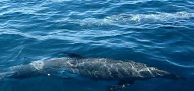 Private Dolphin and Whale Watching Tour in Costa Rica