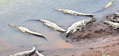 Rainforest & Rivers ATV Adventure + Tarcoles Crocodile