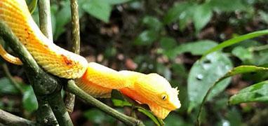 Half-Day Rainforest & Rivers ATV Adventure Costa Rica