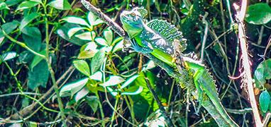 Rio Celeste, Tenorio, & Heliconias Hanging Bridges