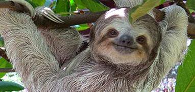 Sloth Lovers Excursion - Tortuguero Canals + Cahuita