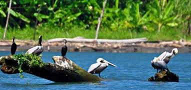 Tamarindo Mangrove Safari Float