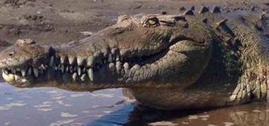 Tarcoles River Crocodile Safari Tour