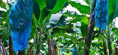 Banana Plantation + Tortuguero One Day Tour