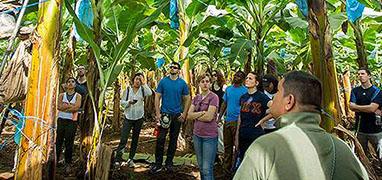 Rainforest Canopy Zip Line + Limon Banana Plantation